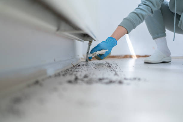 Wasp Removal Services in Fort Gibson, OK